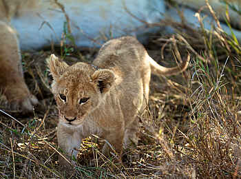 Lemala Osonjoi Lodge: Junger Löwe Lemala Osonjoi Lodge: Junger Löwe
