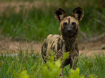Leopard Lodge: Wildhund