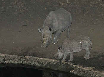 Mkulumadzi Lodge: Nashörner am Wasserloch