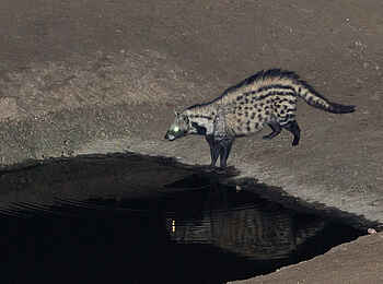 Mkulumadzi Lodge: Zibetkatze