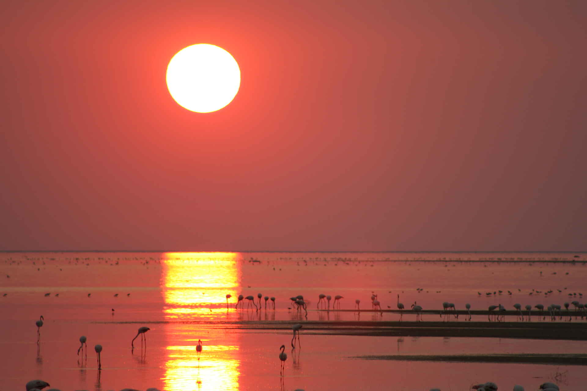 Ente, Flamingo, Nata, Nata Bird Sanctuary, Nata River, Pelikan, Vogelbeobachtung, Watvögel, Sonnenuntergang, Makgadikgadi, Makgadikgadi-Senke