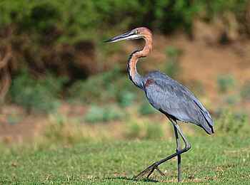 Norman Carr Safaris: Goliathreiher