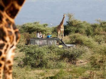 Paraa Safari Lodge: Giraffe und Gäste Paraa Safari Lodge: Giraffe und Gäste