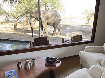 Potato Bush Camp: Elefant am Plunge Pool Potato Bush Camp: Elefant am Plunge Pool