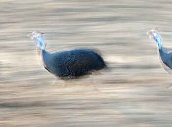 Robin Pope Safaris: Helmperlhühner