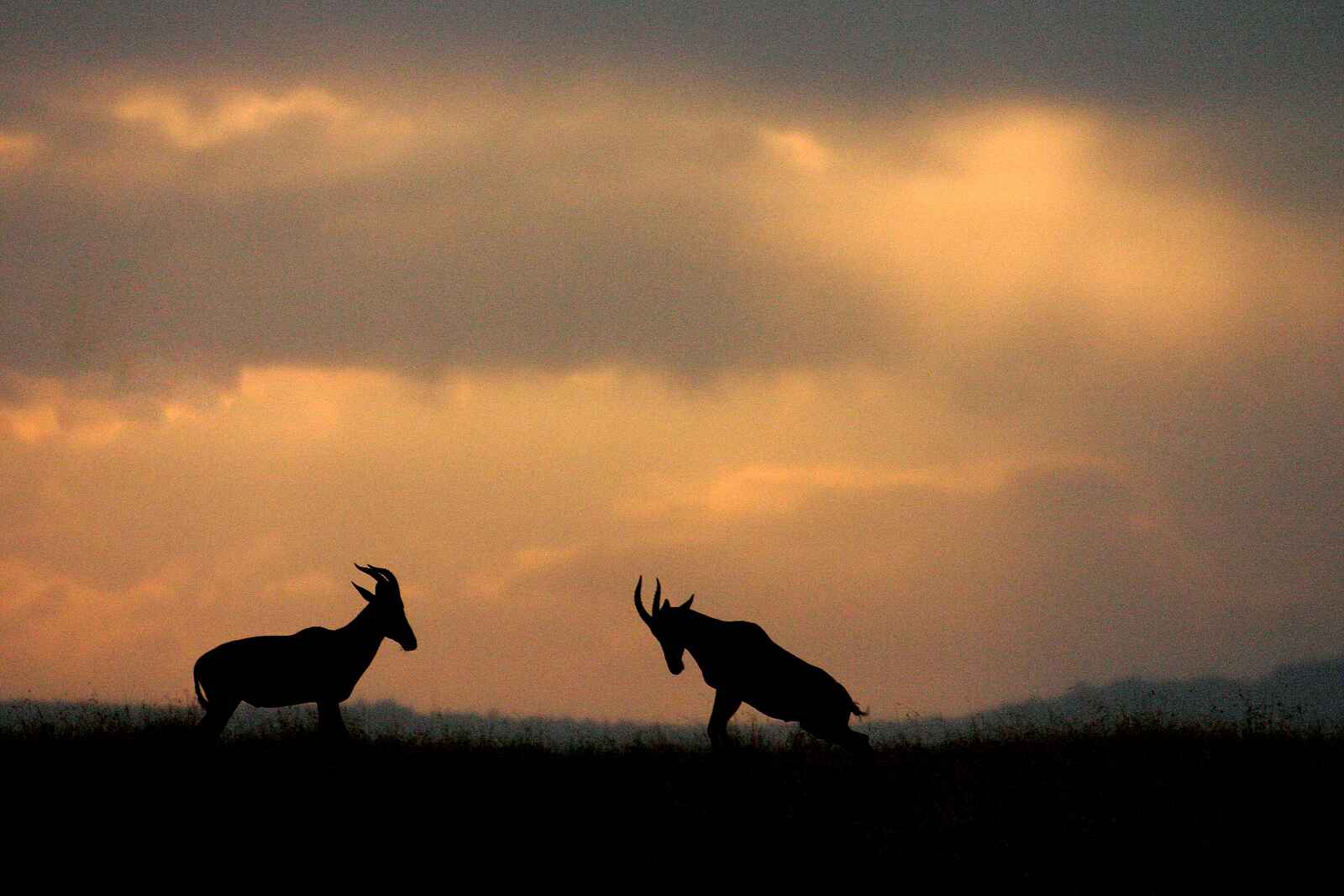 Serian Camp: Kämpfende Topi-Antilopen Serian Camp: Kämpfende Topi-Antilopen
