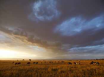Serian Serengeti Mobile Camp: Gnus und Zebras