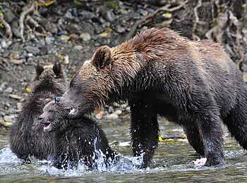 Tweedsmuir Park Lodge: Erfrischung für Grizzlys