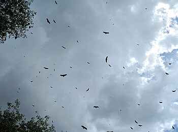 Victoria Falls Safari Lodge: Vogelbeobachtung