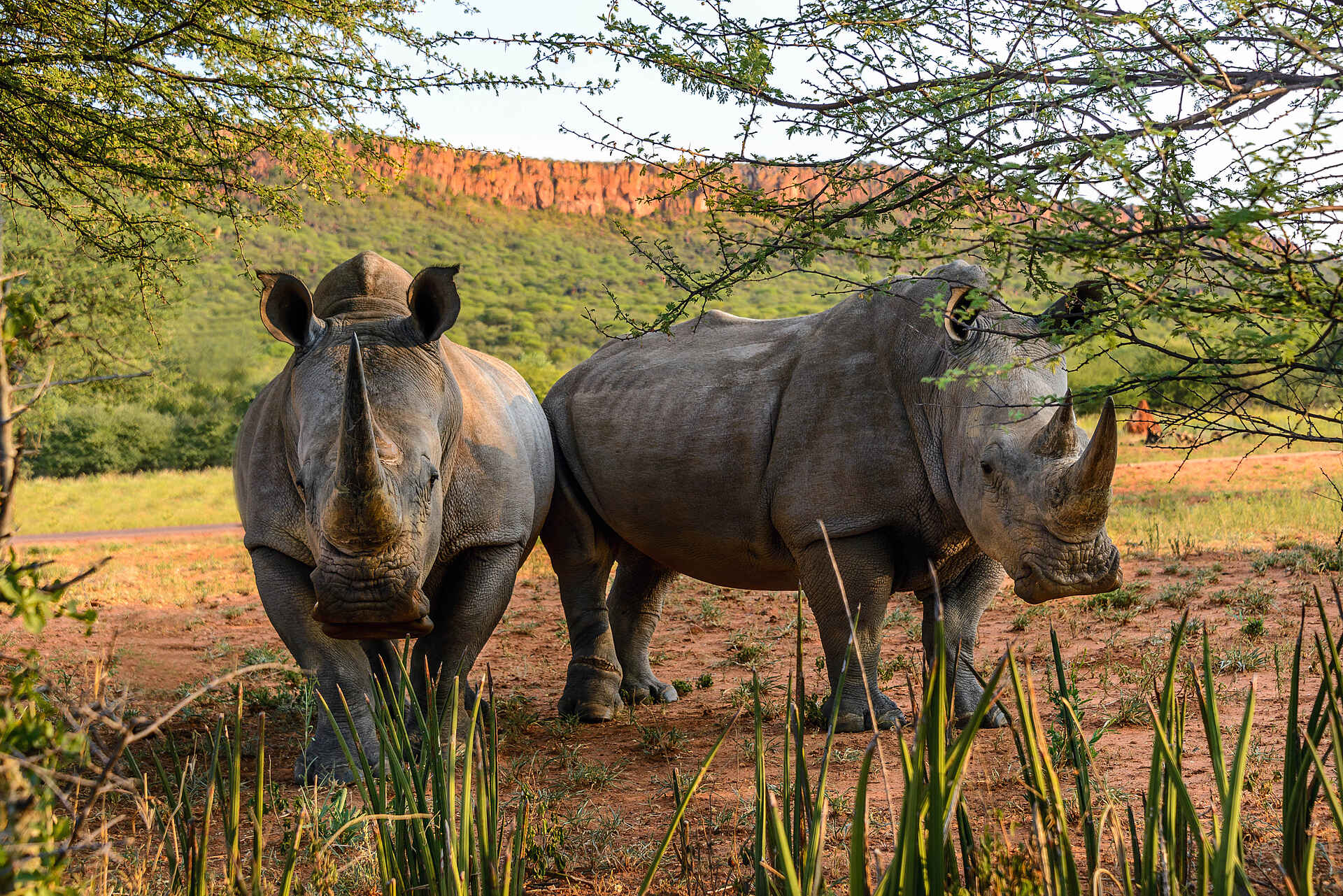 Waterberg Plateau Lodge, Breitmaulnashorn, Tiere