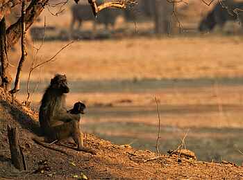 Ingwe Pan Camp: Pavian Ingwe Pan Camp: Pavian