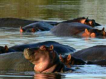 Mahali Mzuri: Flusspferde