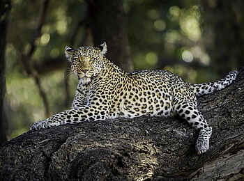 Mombo Camp: Leopard im Baum Mombo Camp: Leopard im Baum