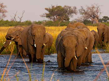 Selinda Camp: Elefanten im Fluss