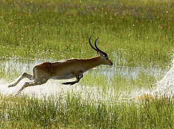 Selinda Camp: Springende Rote-Moorantilope