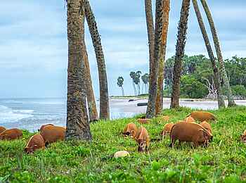 Sette Cama Eco Camp: Pinselohrschweine