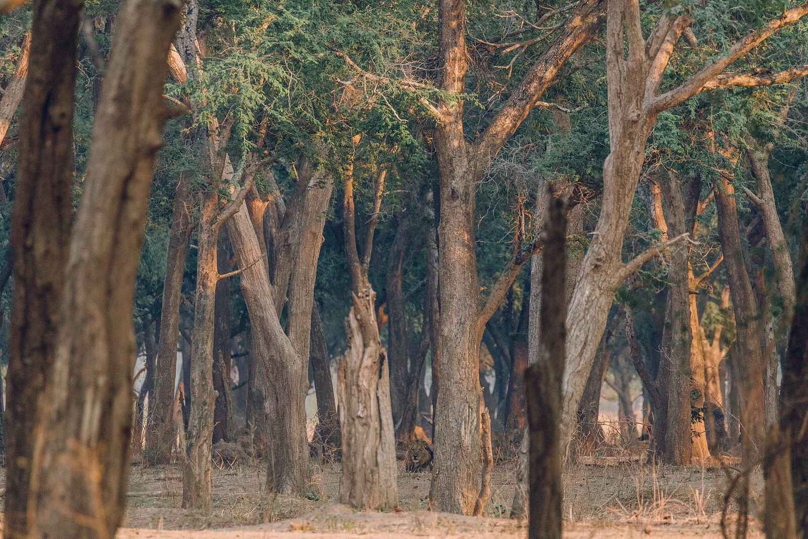 Tusk and Mane Safaris: Cathedral Forest Tusk and Mane Safaris: Cathedral Forest