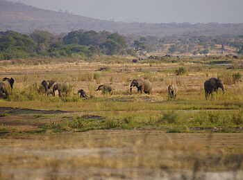 Ubuyu Lodge: Elefantenherde