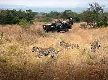 andBeyond Phinda Vlei Lodge: Leoparden auf Pirschfahrt beobachten