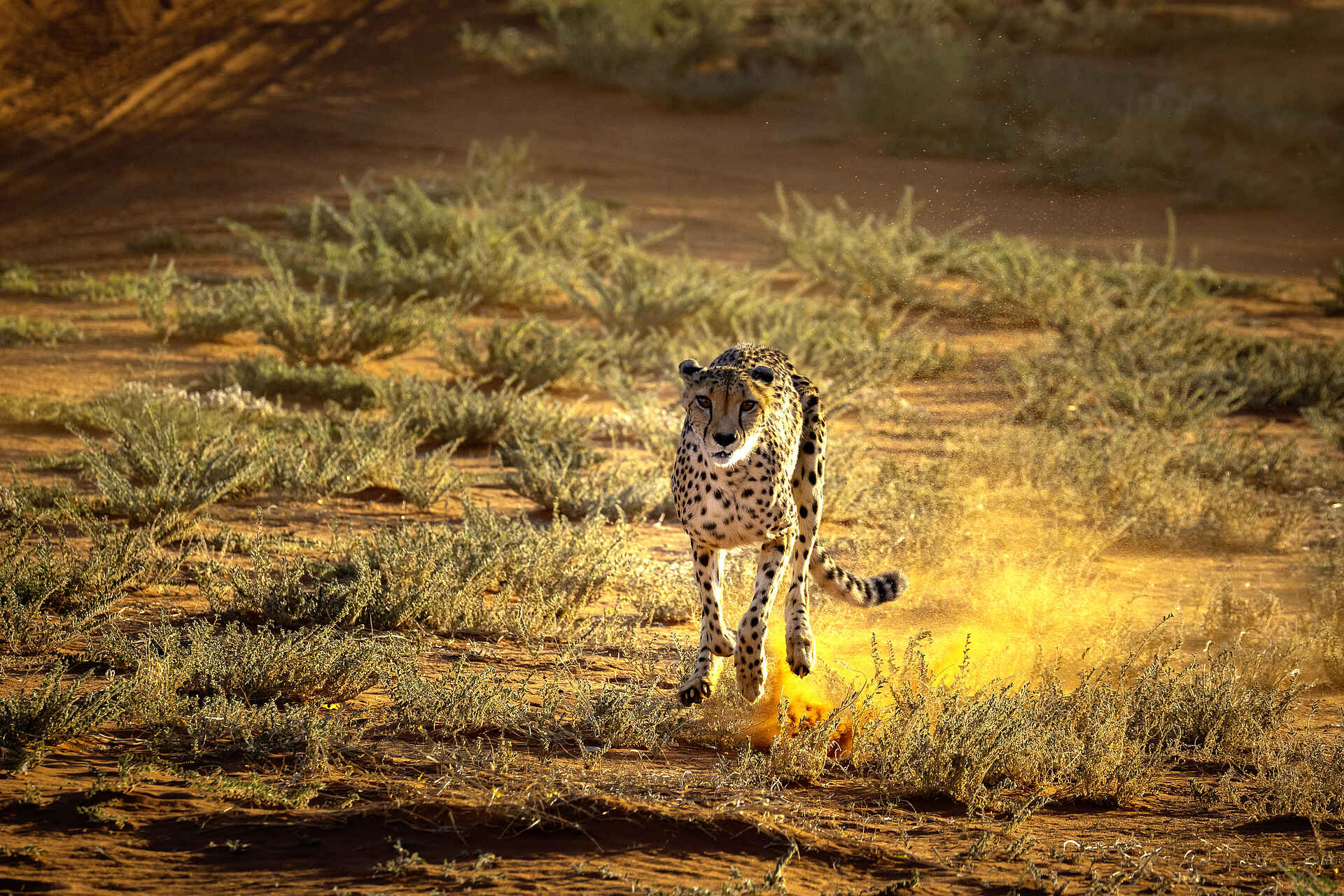 Bagatelle Kalahari Game Ranch: Auf der Pirsch