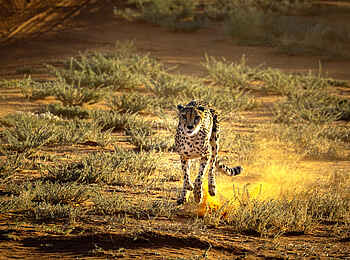 Bagatelle Kalahari Game Ranch: Auf der Pirsch