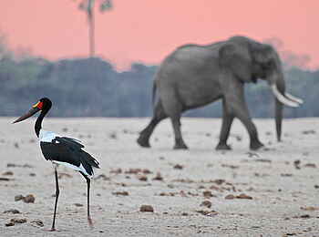 Camelthorn Lodge: Sattelstorch wartet auf Regen Camelthorn Lodge: Sattelstorch wartet auf Regen