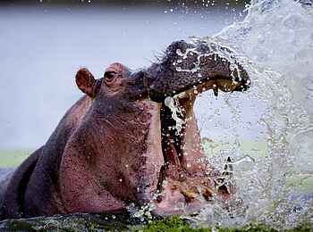 Cha Cha Metsi: Nilpferd Cha Cha Metsi: Nilpferd