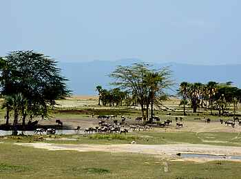 Chem Chem Lodge: Wildreiche Ebene Chem Chem Lodge: Wildreiche Ebene