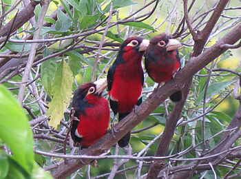 Katara Lodge: Dreier Pack Katara Lodge: Dreier Pack