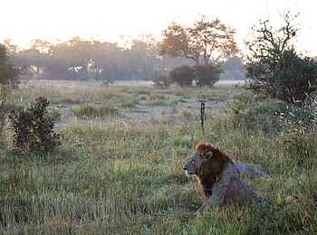 Little Sable Camp: Löwen Little Sable Camp: Löwen