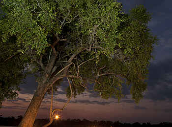 Luangwa River Camp: Candlelight-Dinner Luangwa River Camp: Candlelight-Dinner