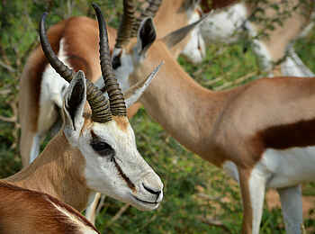 Madikwe Safari Lodge Dithaba: Eine Springbock Herde