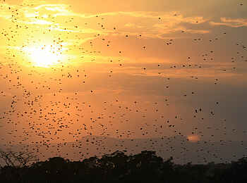 Manyara Ranch: Vogelschwarm im goldenen Sonnenlicht Manyara Ranch: Vogelschwarm im goldenen Sonnenlicht