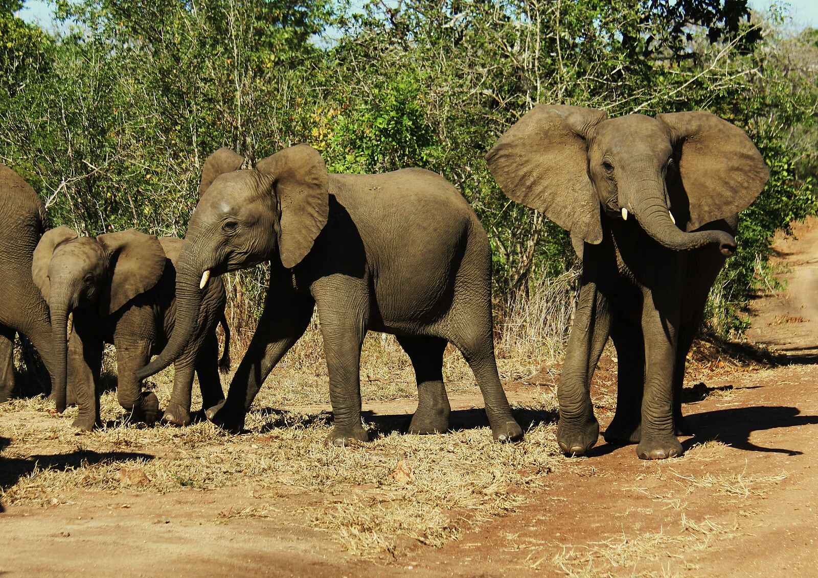 Miyala Camp: Elefantenherde Miyala Camp: Elefantenherde