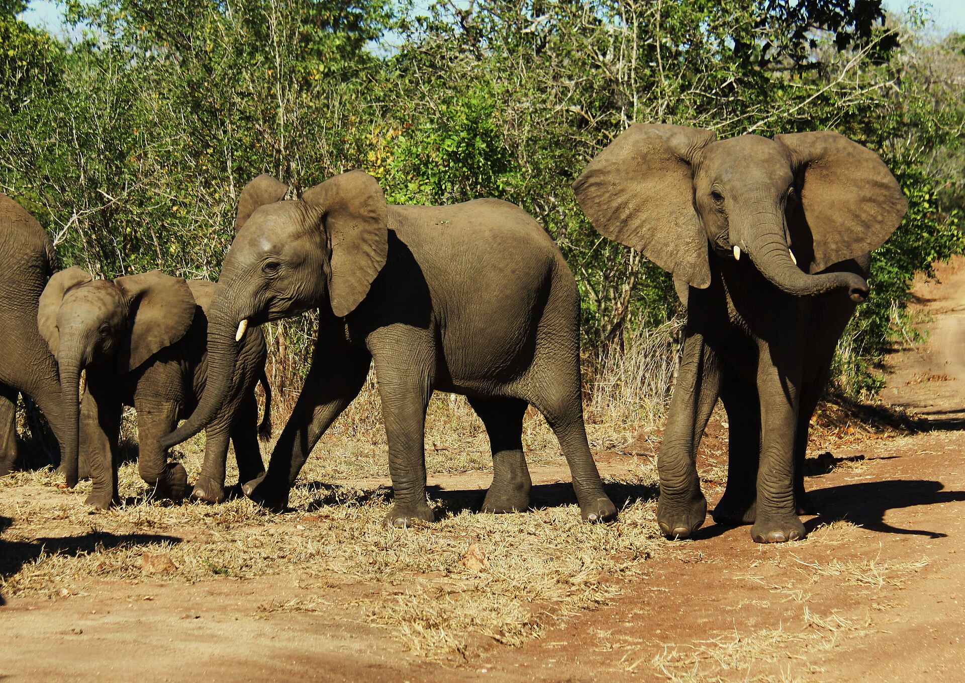 Miyala Camp: Elefantenherde africa, afrika, Architekt, blantyre, buchen, buchung, Chikalogwe, Chikalogwe Plains, Chikalogwe-Ebene, Chikalogwe-Ebenen, Chiunguni Hill, elefant, Liwonde, Liwonde National Park, Liwonde Nationalpark, Luxus, malawi, Miyala, Miyala Camp, nashorn, Neil Rocher, reise, reisen, Robin Pope, Robin Pope safaris, safari, Shire, shire river, south-eastern malawi, southern africa, spitzmaulnashorn, südliches afrika, südost-malawi, urlaub, big 5, big five, fauna, pflanzenfresser, säuger, tiere
