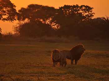 Mukambi Fig Tree Bush Camp: Zwei Löwen im Sonnenuntergang