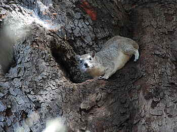 Mwagusi Safari Camp: Baumschliefer