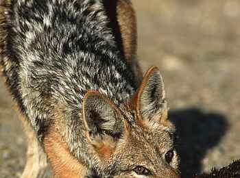 Okonjima Plains Camp: Schakal Okonjima Plains Camp: Schakal