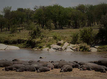 Olakira Camp: Nilpferde am Fluss Olakira Camp: Nilpferde am Fluss