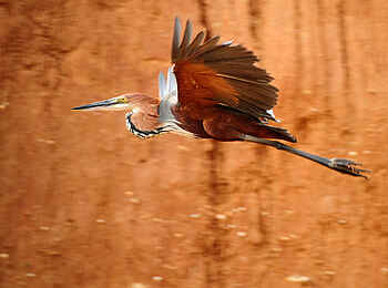 Royal Zambezi Lodge: Goliathreiher