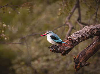 Sable Alley Camp: Eisvogel