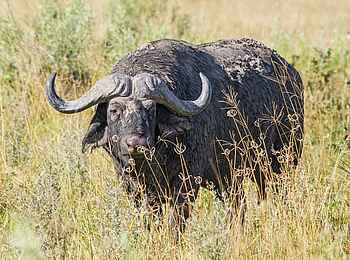 Savute Safari Lodge: Büffel Savute Safari Lodge: Büffel