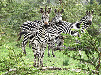 Selous Impala Camp: Zebraherde