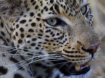 Shinde Lodge: Wachsamer Leopard Shinde Lodge: Wachsamer Leopard