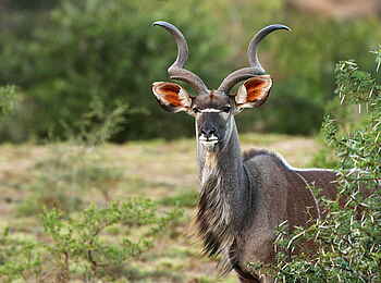 Sindile Luxury Tented Camp: Ein Kudu Männchen Sindile Luxury Tented Camp: Ein Kudu Männchen