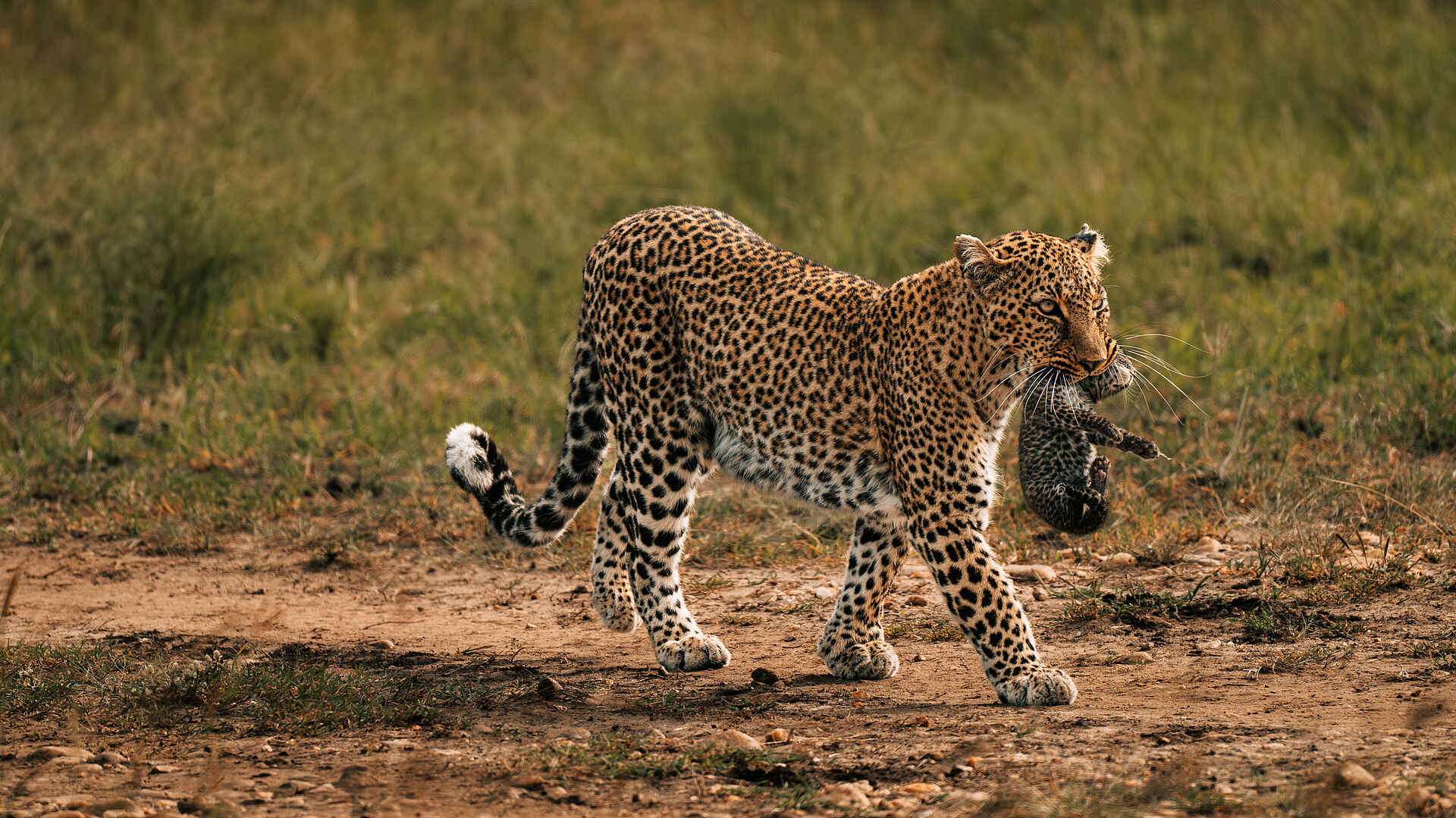 Soroi Private Wing Camp: Leopard mit Junges