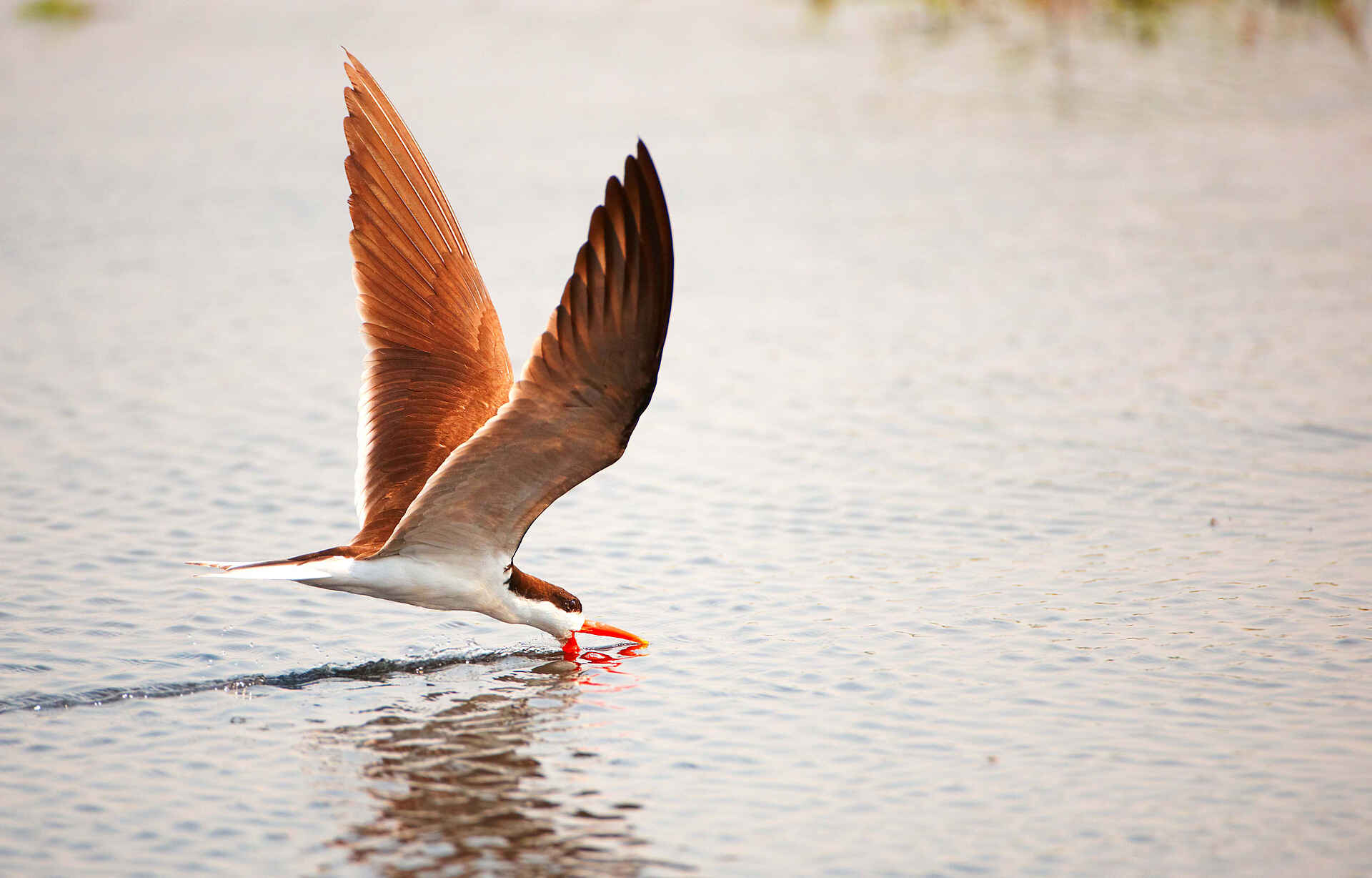 African Skimmer, Sambesi, Simbabwe, Victoria Falls River Lodge, Zambezi, Zambezi National Park, zimbabwe, afrikarma, afrikarma safaris, afrikarma.de