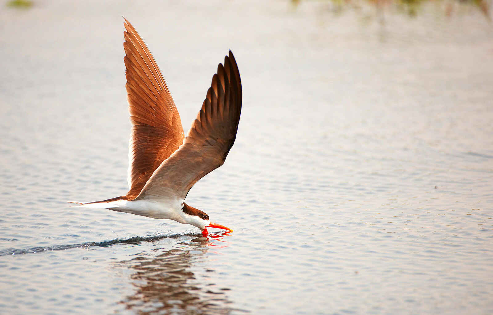 Victoria Falls River Lodge: African Skimmer Victoria Falls River Lodge: African Skimmer