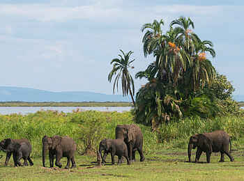 Akagera Game Lodge: Elefanten am Seeufer Akagera Game Lodge: Elefanten am Seeufer