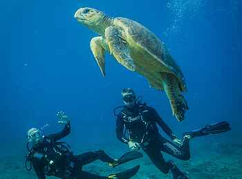 Azura Marlin Beach: Meeresschildkröte